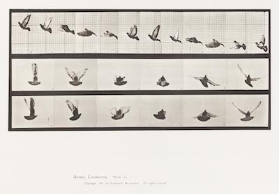 Eadweard Muybridge Pigeon Flying Plate 755