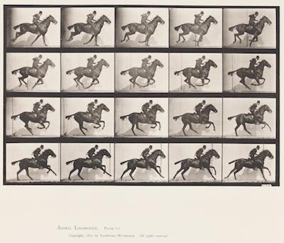 Eadweard Muybridge Gallop Bay Horse Daisy Plate 628